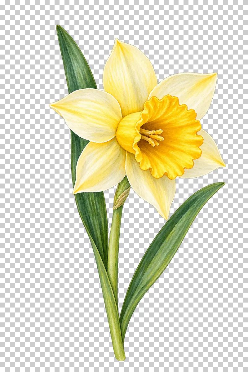 A yellow daffodil with a flared trumpet, long stem and green strap leaves.