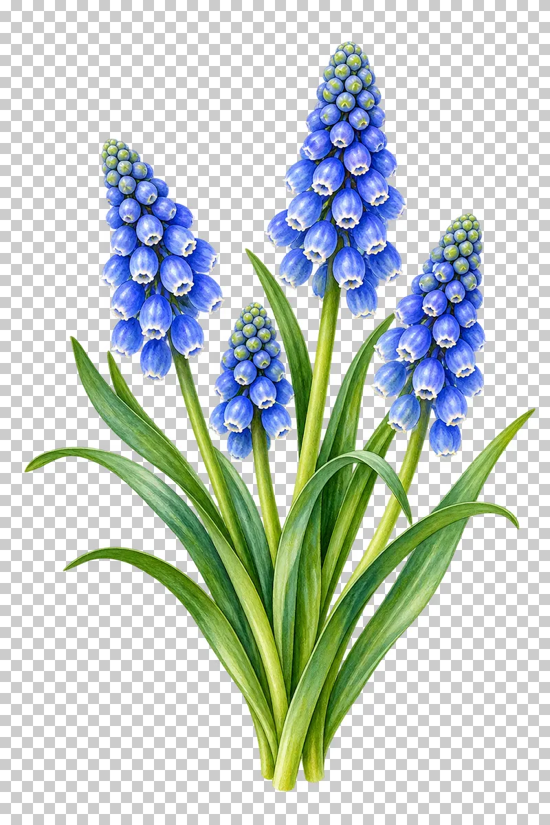 Four blue grape-hyacinth spikes with small bell-shaped florets and green leaves.
