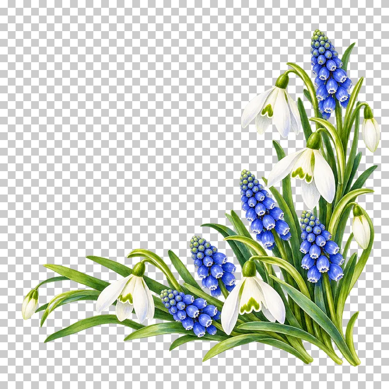 A lower-right corner of white snowdrops, blue grape hyacinths and green leaves.