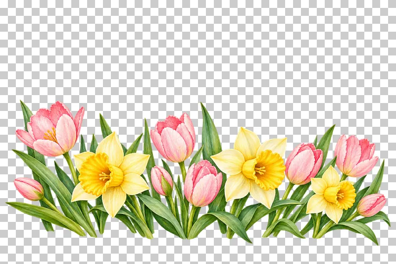 A growing lower border of pink tulips, yellow daffodils and green leaves.