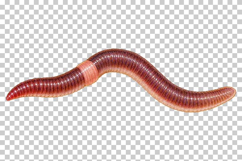 Natural-history colored-pencil illustration of common earthworm.
