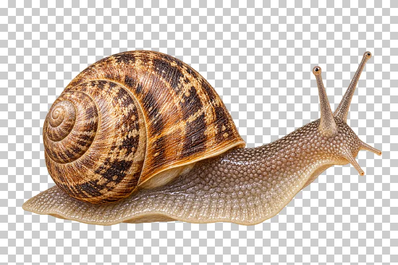 Natural-history colored-pencil illustration of garden snail.
