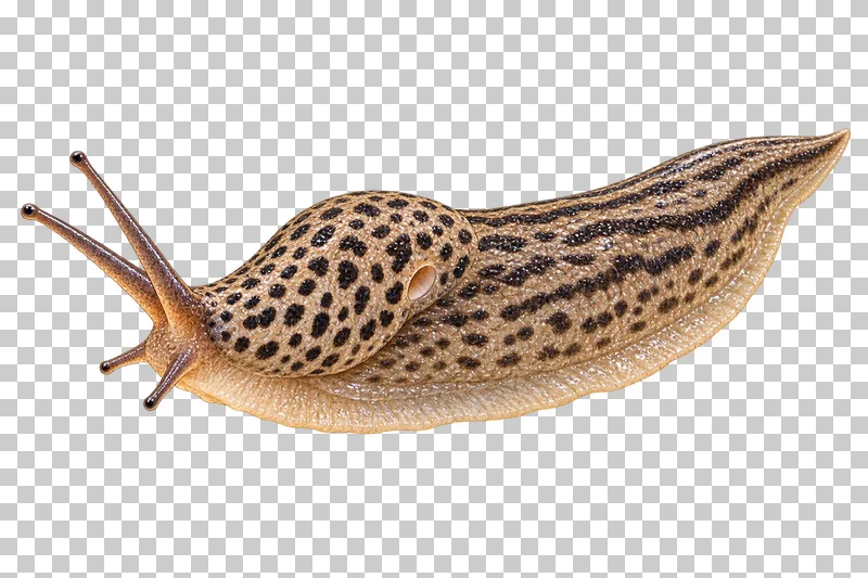 Natural-history colored-pencil illustration of leopard slug.