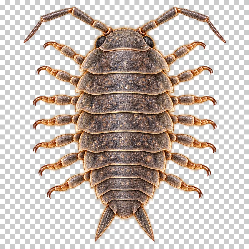 Natural-history colored-pencil illustration of common rough woodlouse.