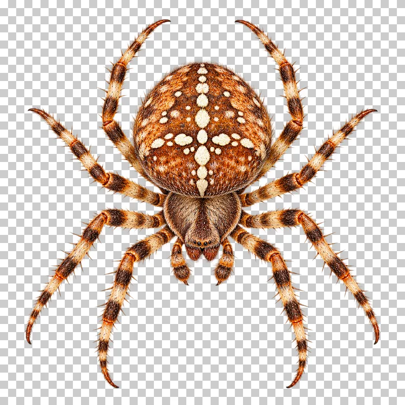 Natural-history colored-pencil illustration of garden cross orb weaver.