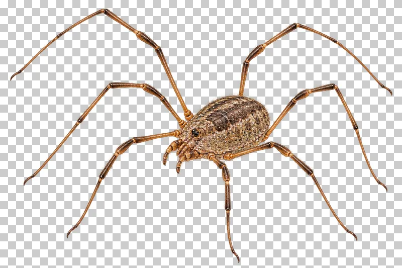 Natural-history colored-pencil illustration of common harvestman.