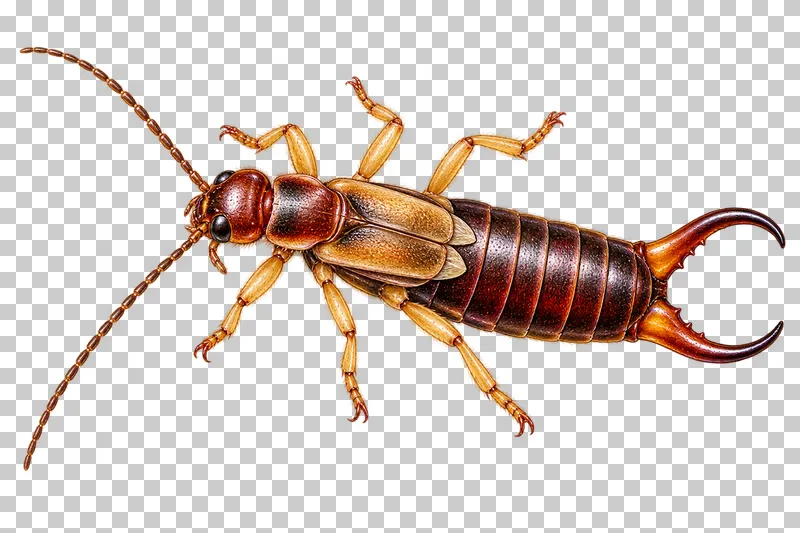 Natural-history colored-pencil illustration of common earwig.