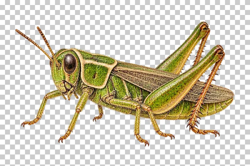 Natural-history colored-pencil illustration of common green grasshopper.