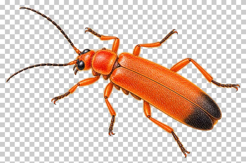Natural-history colored-pencil illustration of common red soldier beetle.