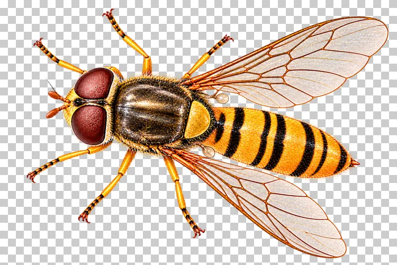 Natural-history colored-pencil illustration of marmalade hoverfly.
