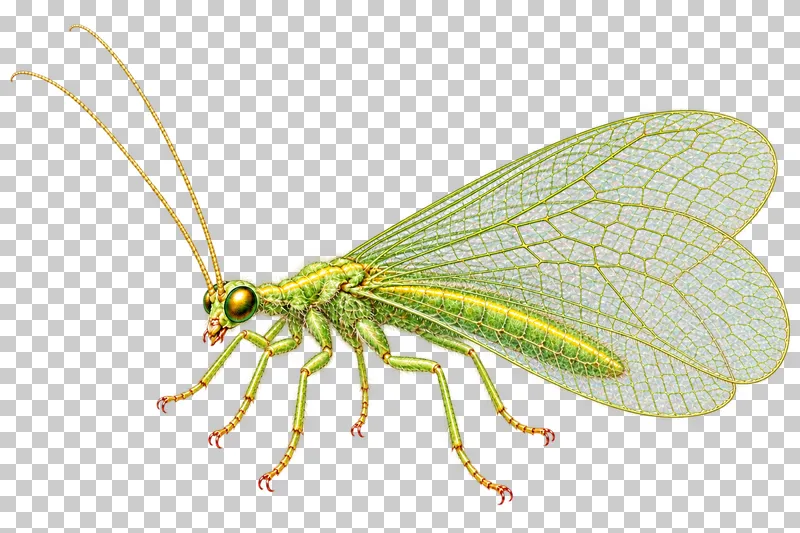 Natural-history colored-pencil illustration of green lacewing.