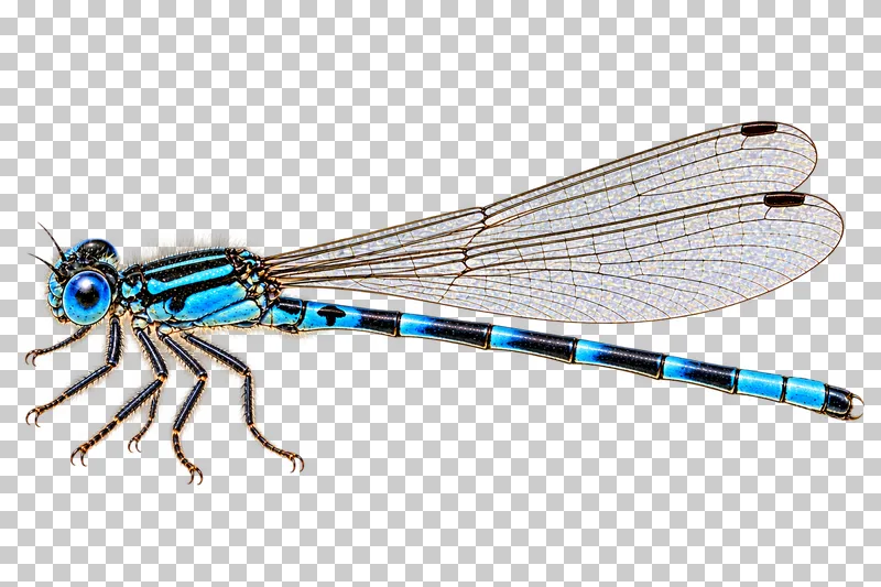 Natural-history colored-pencil illustration of male common blue damselfly.