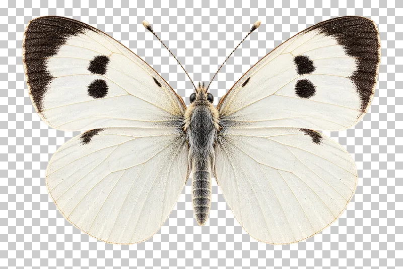 Natural-history colored-pencil illustration of Large White butterfly female.