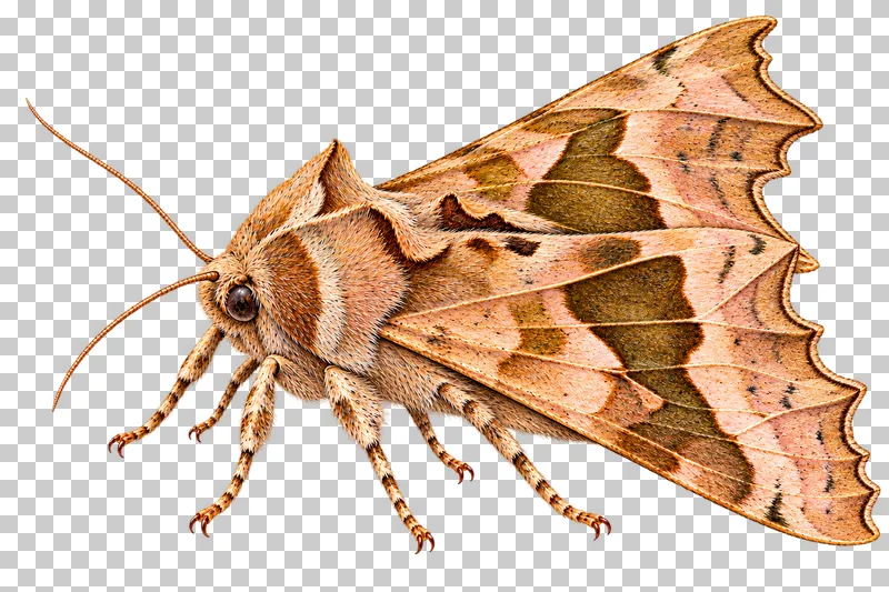Natural-history colored-pencil illustration of angle shades moth.