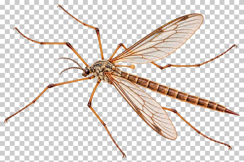 Natural-history colored-pencil illustration of European crane fly.
