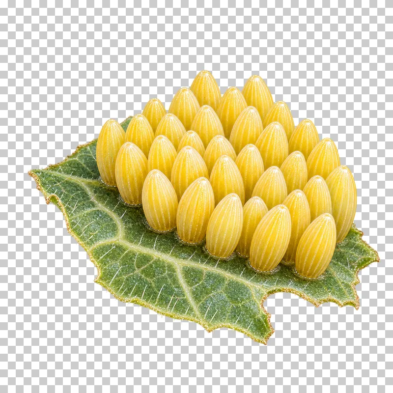Natural-history colored-pencil illustration of Large White butterfly eggs on a small leaf fragment.