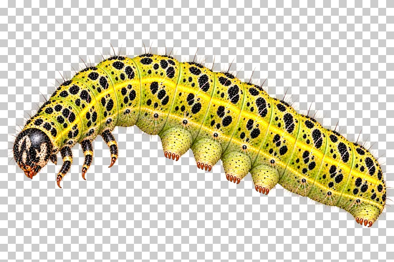 Natural-history colored-pencil illustration of Large White butterfly caterpillar.