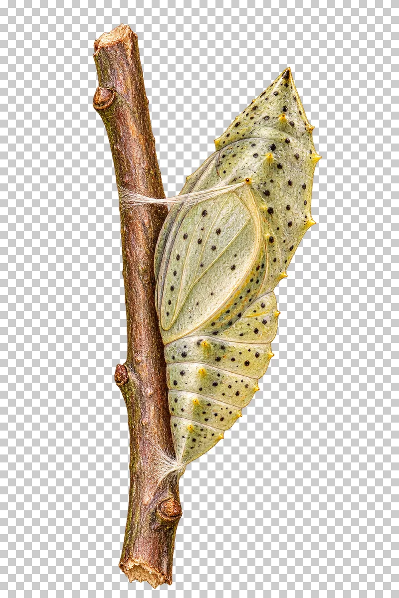 Natural-history colored-pencil illustration of Large White butterfly chrysalis attached to a short twig.