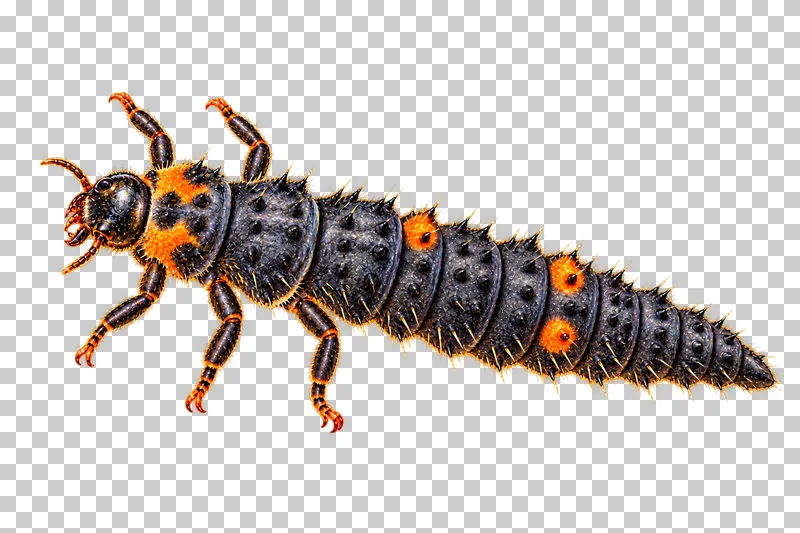 Natural-history colored-pencil illustration of seven spot ladybird larva.