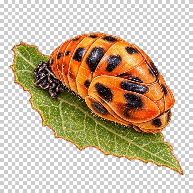 Natural-history colored-pencil illustration of seven spot ladybird pupa on a small leaf fragment.