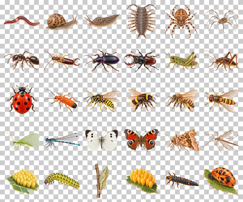 Garden Minibeasts and Life Cycles Illustrated PNG Collection: all 30 elements in one grid