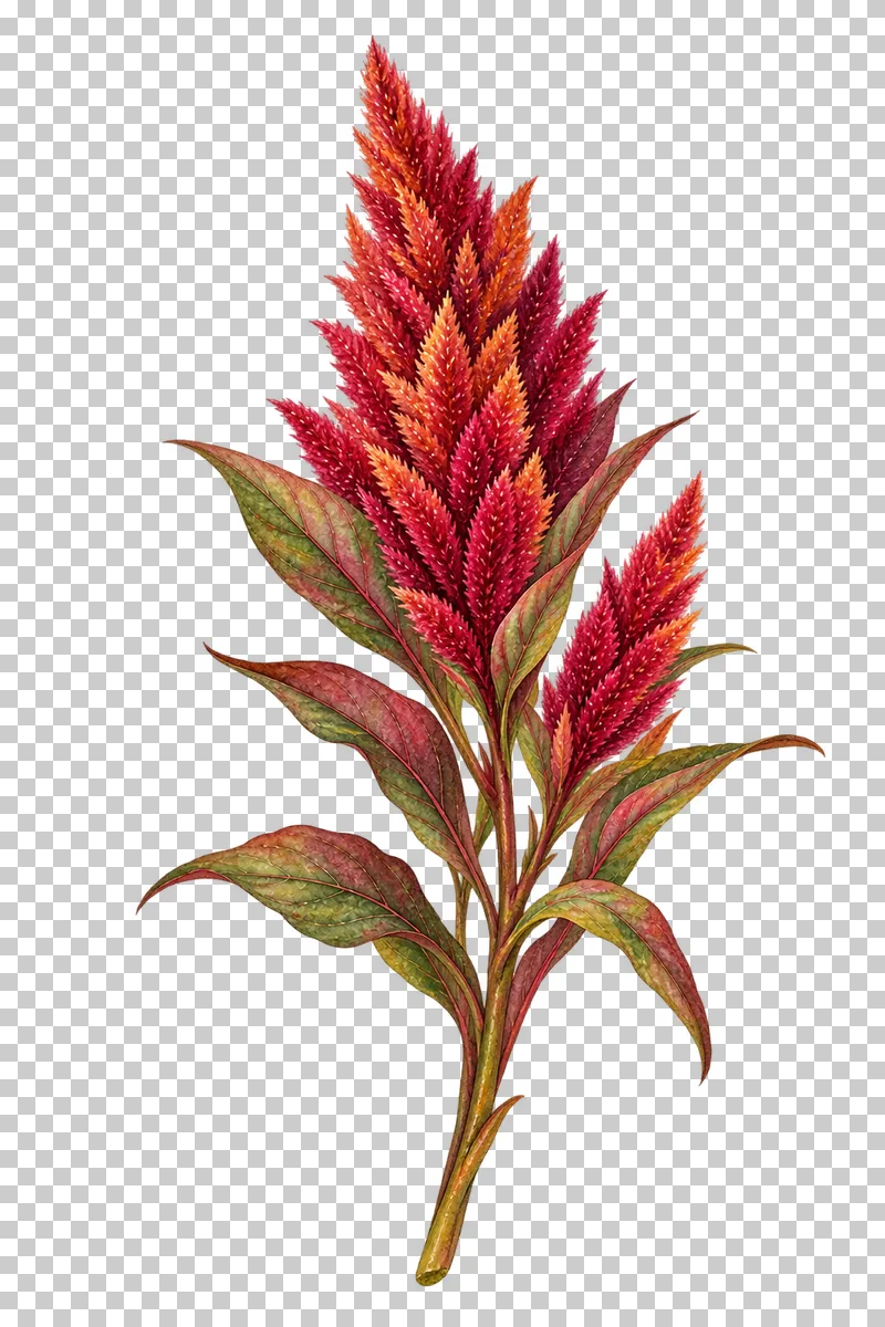 Watercolor-style tapered burgundy and rust celosia plumes with lance-shaped leaves.