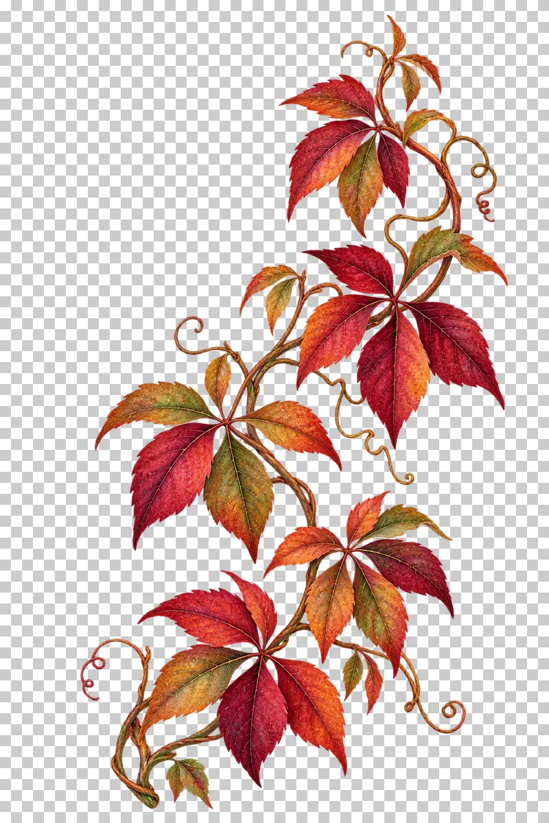 Watercolor-style winding Virginia creeper vine with copper and burgundy five-leaflet groups.