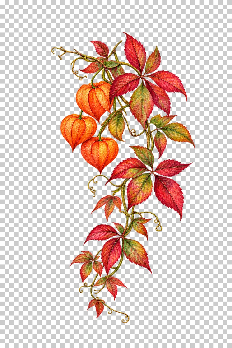 Watercolor-style hanging Virginia creeper cascade with orange Chinese lanterns near the upper third.