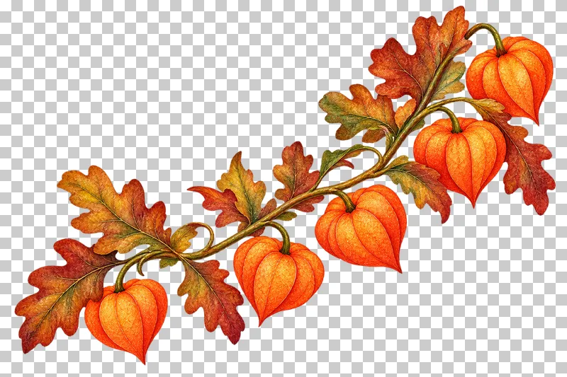 Watercolor-style continuous diagonal branch of papery orange Chinese lanterns and russet oak leaves.